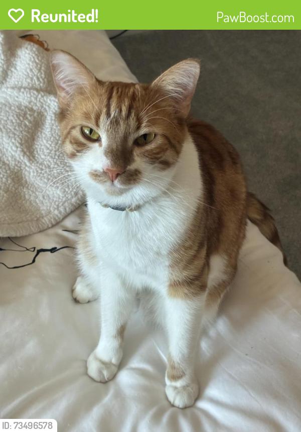 Reunited Male Cat last seen Cedar and Redwood in ANTIOCH, CA, Antioch, CA 94509