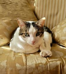 Reunited Female Cat last seen Near N LAKE FALLS CIR, Spring, TX 77386