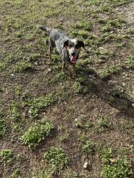 Found/Stray Female Dog last seen Granbury st, Cleburne, TX 76033