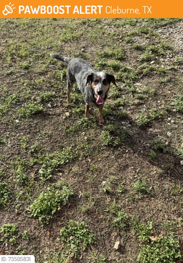 Found/Stray Female Dog last seen Granbury st, Cleburne, TX 76033