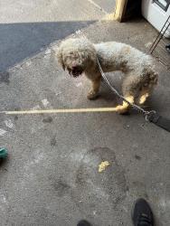 Found/Stray Unknown Dog last seen Near riverside drive dayton OH 45405, Dayton, OH 45405