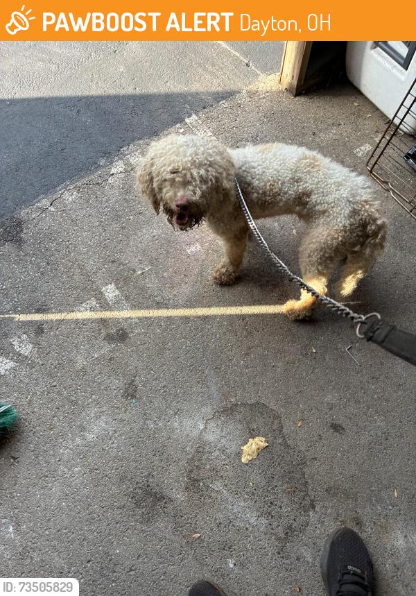 Found/Stray Unknown Dog last seen Near riverside drive dayton OH 45405, Dayton, OH 45405