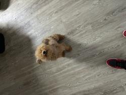 Lost Female Dog last seen 31st dr Gainesville Fl, Gainesville, FL 32608