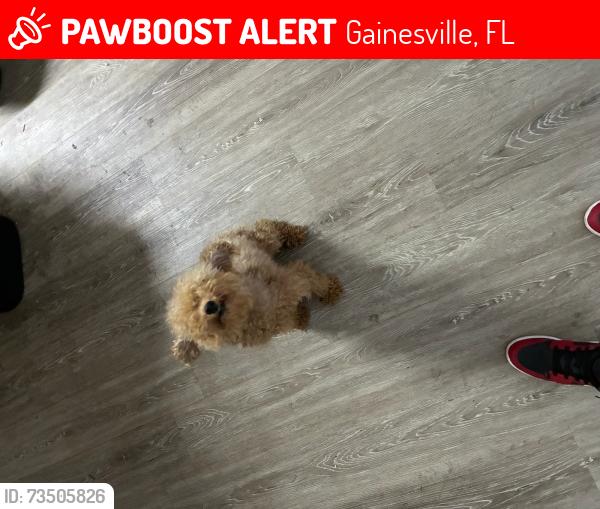 Lost Female Dog last seen 31st dr Gainesville Fl, Gainesville, FL 32608