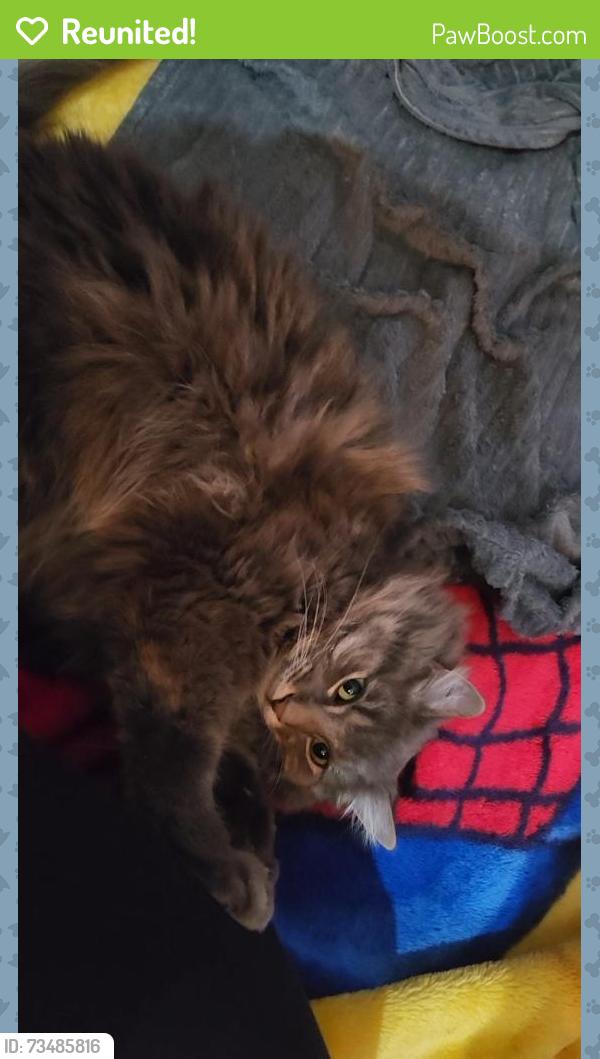 Reunited Male Cat last seen CRAIGIEBURN, Craigieburn, VIC 3064