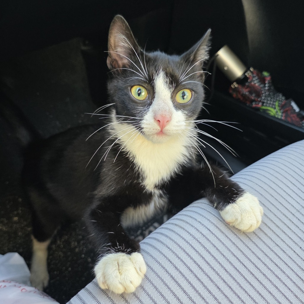 Shelter Stray Male Cat last seen , 980 Guilford College Rd, Greensboro, NC 27409, USA