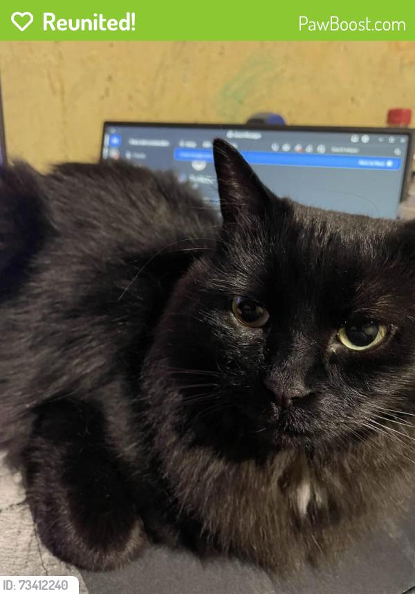 Reunited Female Cat last seen Westbrook, Spruce Cliff area, Calgary, AB 