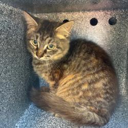 Shelter Stray Female Cat last seen , 980 Guilford College Rd, Greensboro, NC 27409, USA