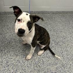 Shelter Stray Female Dog last seen , 328 Furman Hall Rd, Greenville, SC 29609, USA