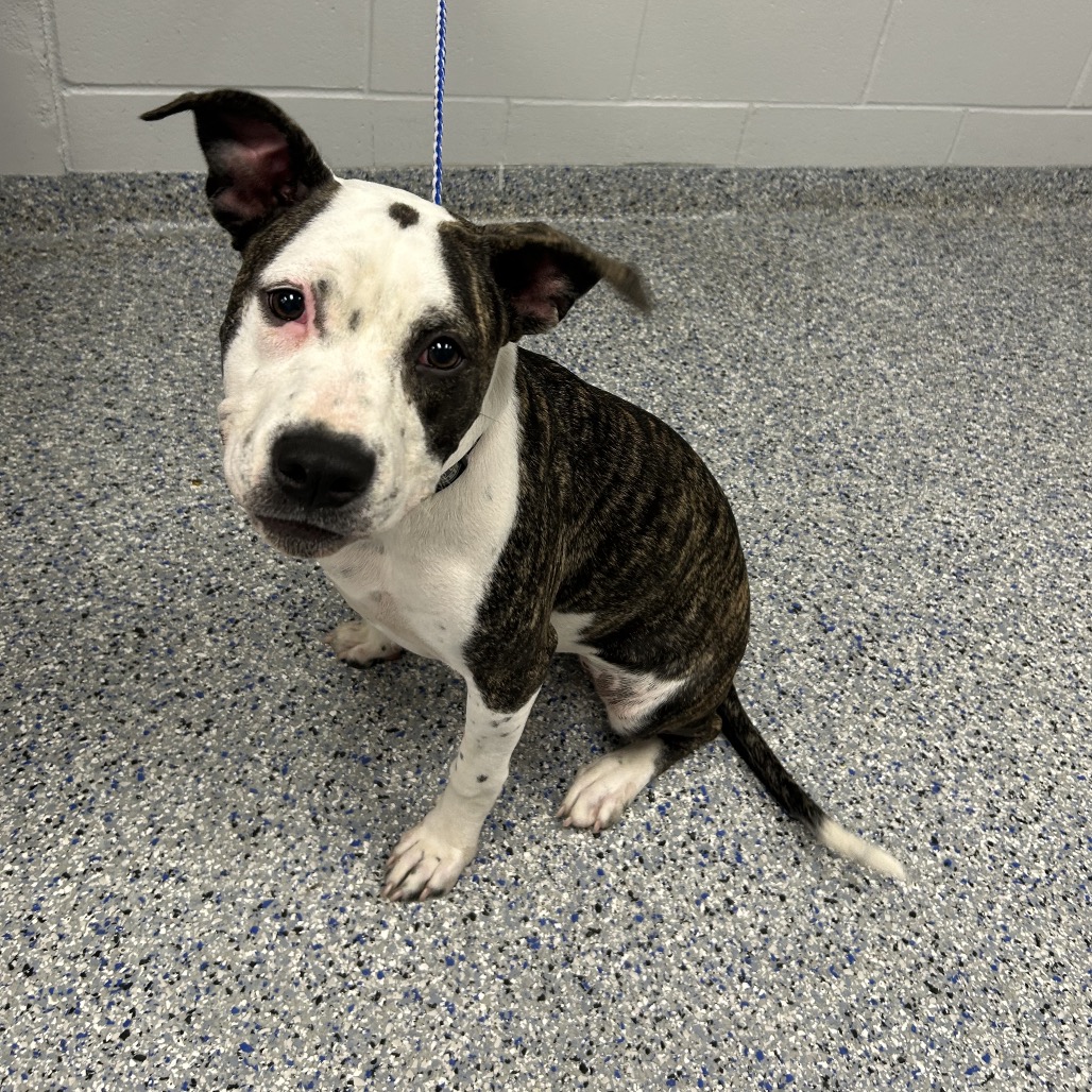 Shelter Stray Female Dog last seen , 328 Furman Hall Rd, Greenville, SC 29609, USA