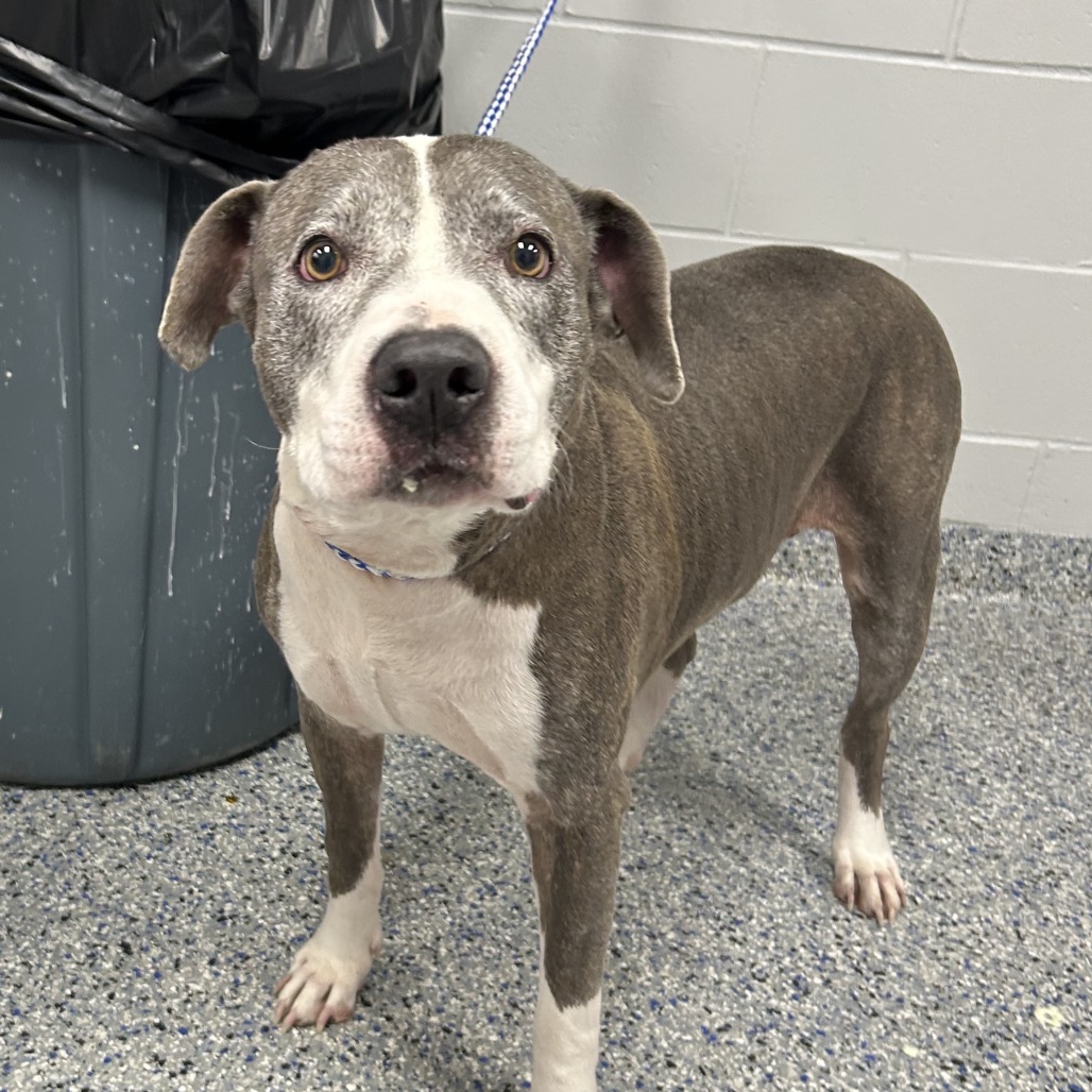 Shelter Stray Female Dog last seen , 328 Furman Hall Rd, Greenville, SC 29609, USA