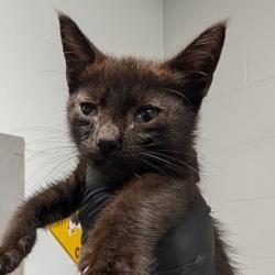 Shelter Stray Male Cat last seen , 328 Furman Hall Rd, Greenville, SC 29609, USA