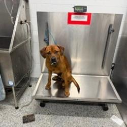 Shelter Stray Male Dog last seen , 244 Georgetown Rd, Jacksonville, NC 28540, USA
