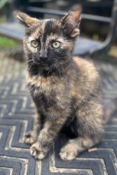 Lost Female Cat last seen Pardee & Browntown, Bridgman, MI, Berrien County, MI 49125