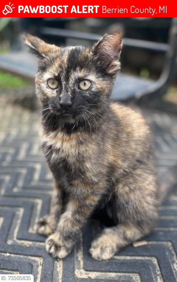 Lost Female Cat last seen Pardee & Browntown, Bridgman, MI, Berrien County, MI 49125
