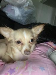 Lost Female Dog last seen Snead rd, Richmond, VA 23224
