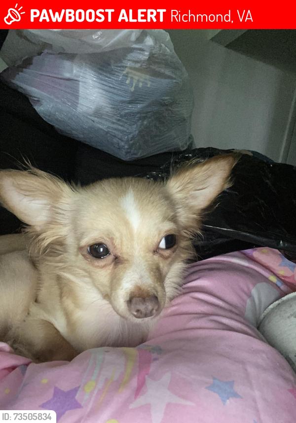 Lost Female Dog last seen Snead rd, Richmond, VA 23224
