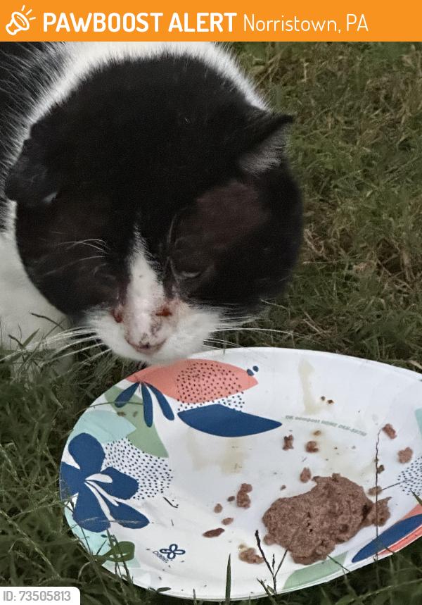 Found/Stray Male Cat last seen Marshall street, Norristown, PA 19401