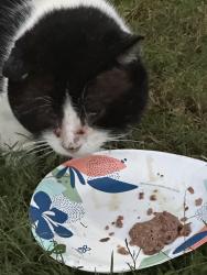 Found/Stray Male Cat last seen Marshall street, Norristown, PA 19401