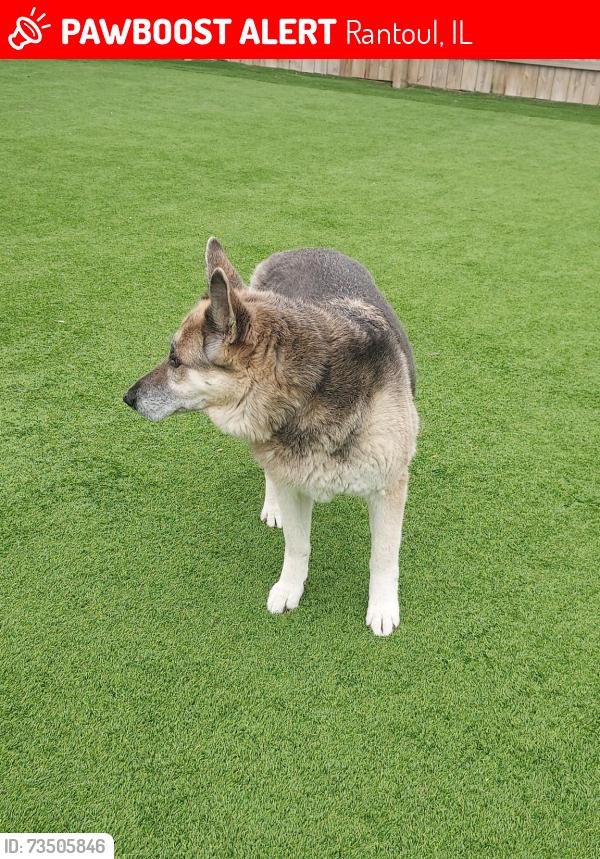 Lost Female Dog last seen near Rantoul twp High School Rantoul, IL 61866, Rantoul, IL 61866