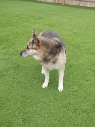 Lost Female Dog last seen near Rantoul twp High School Rantoul, IL 61866, Rantoul, IL 61866