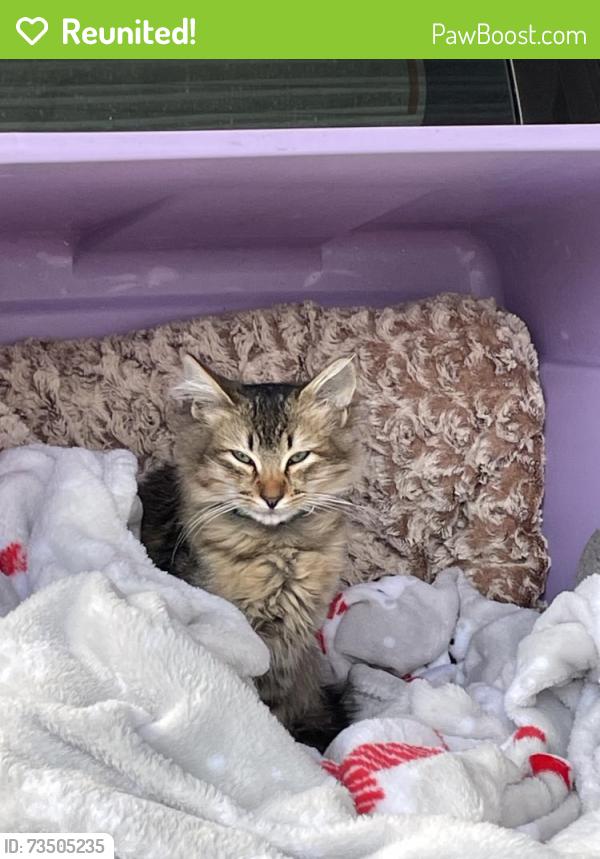 Reunited Female Cat last seen Murcia St, Hayward, CA 94544