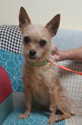 Found/Stray Female Dog last seen Route 20 in Gary, In Miller K grocery store, Gary, IN 46402