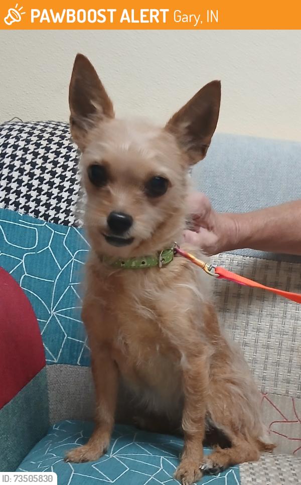 Found/Stray Female Dog last seen Route 20 in Gary, In Miller K grocery store, Gary, IN 46402