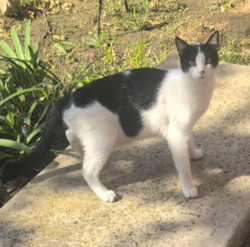 Reunited Male Cat last seen Near Coronado ave, 90804, Long Beach, CA 90804