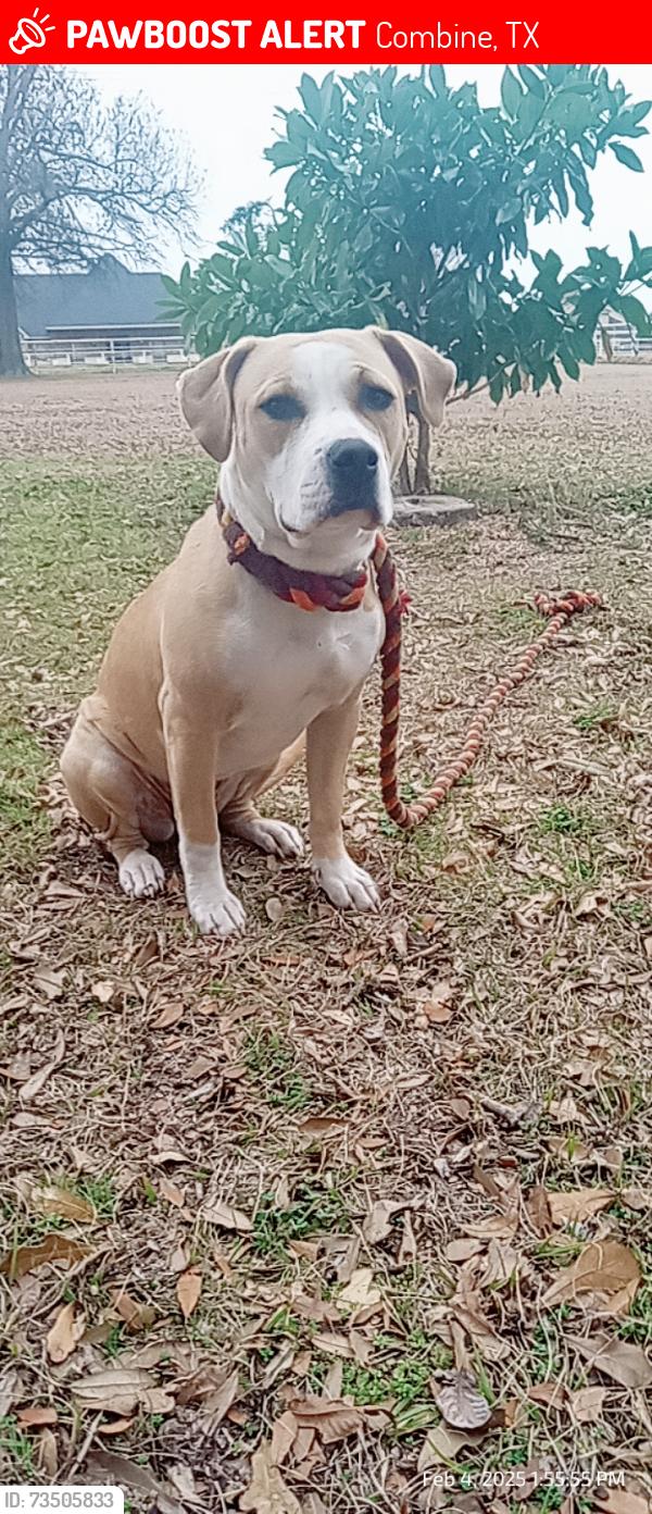 Lost Female Dog last seen Near fm S combine tx 75159, Combine, TX 75159