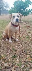 Lost Female Dog last seen Near fm S combine tx 75159, Combine, TX 75159
