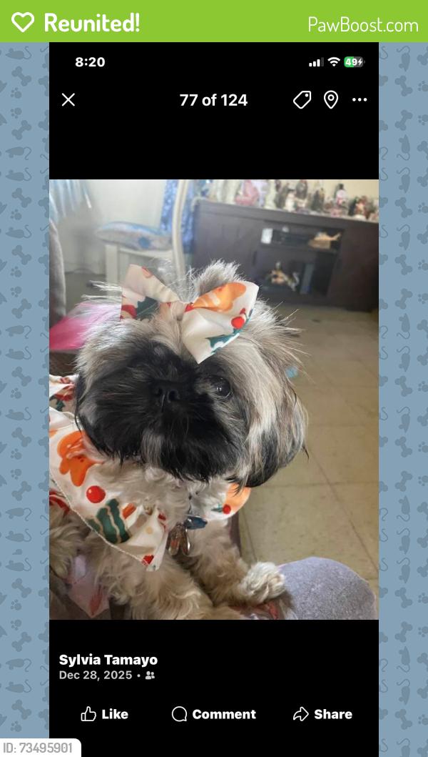 Reunited Female Dog last seen Port road, Port Isabel, TX 78578