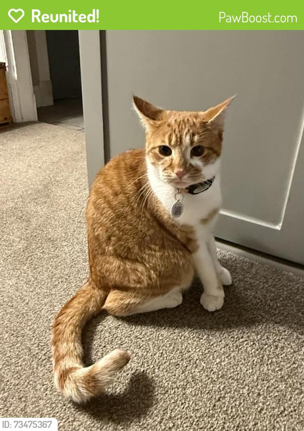Reunited Male Cat last seen Near Kendall Lane, Freeport, ME 04032