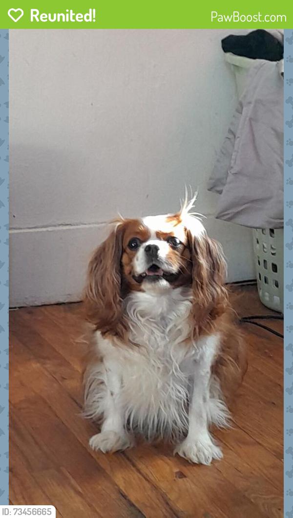Reunited Male Dog last seen Rugter, Westminster, CO 80031