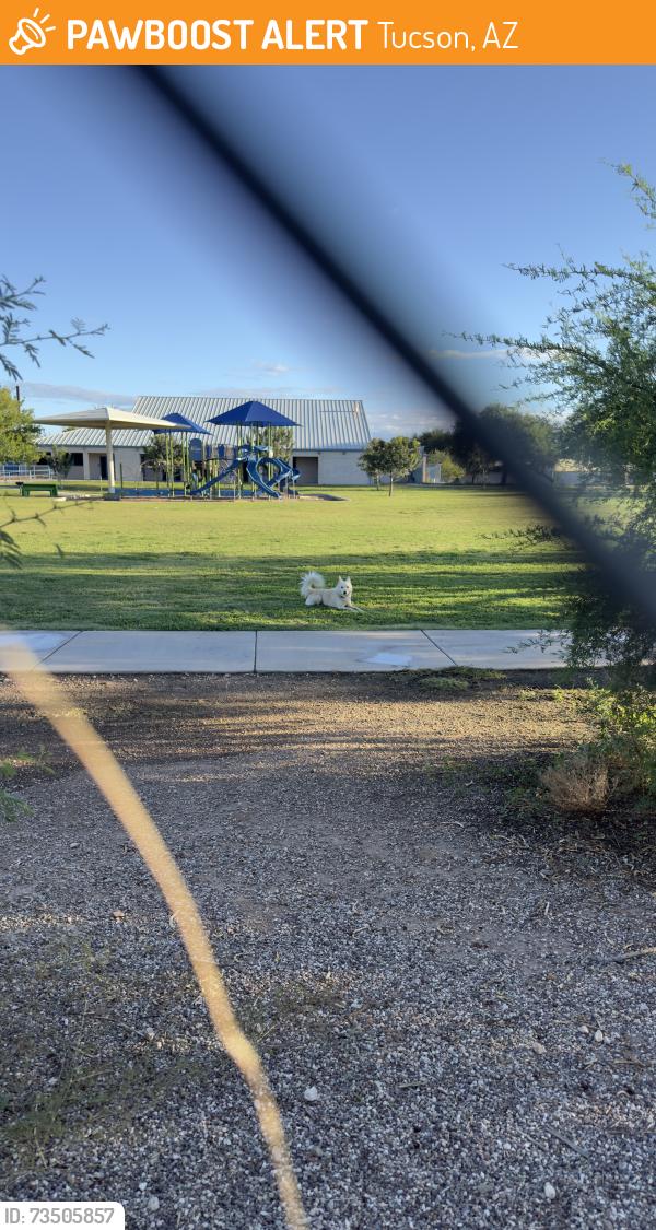 Found/Stray Male Dog last seen Cherry Ave park, Campbell and Irvington, Tucson, AZ 85706