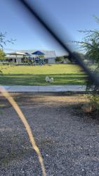 Found/Stray Male Dog last seen Cherry Ave park, Campbell and Irvington, Tucson, AZ 85706
