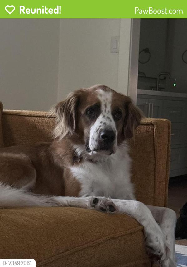 Reunited Male Dog last seen Charlestown Drive, Dallas, TX 75230