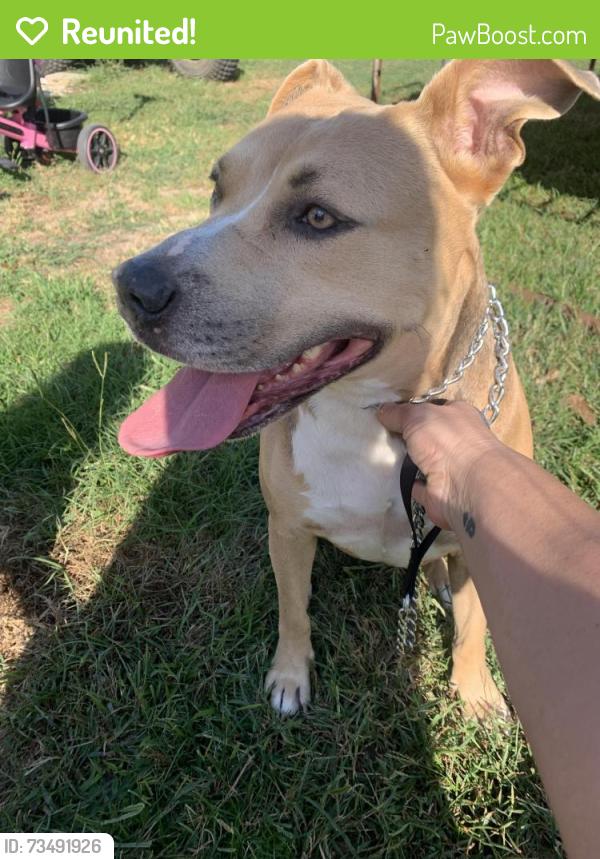 Reunited Female Dog last seen Youngsville highway, Youngsville, LA 70592