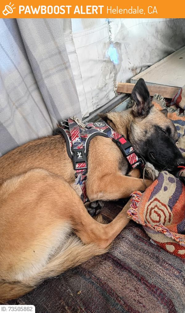 Found/Stray Female Dog last seen i15 exit Hodge rd shooting range side west side, Helendale, CA 92342
