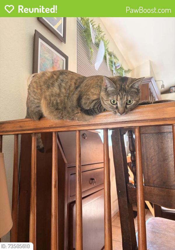 Reunited Female Cat last seen Butterfield Crossing and Blue Grass Circle, Castle Rock, CO 80109