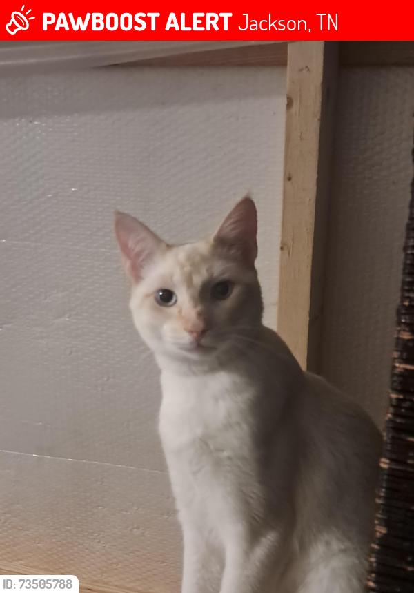 Lost Male Cat last seen Riverside Dr on the south Fork Forked Deer river, Jackson, TN 38301