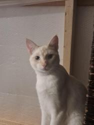 Lost Male Cat last seen Riverside Dr on the south Fork Forked Deer river, Jackson, TN 38301