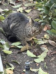 Found/Stray Unknown Cat last seen Expressions at Rancho Niguel cndmnium complex, Laguna Niguel, CA 92677