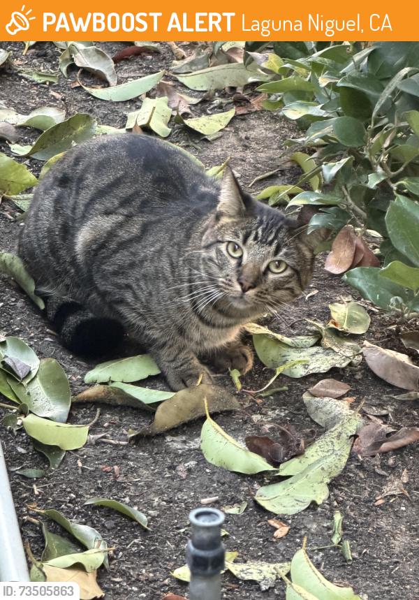 Found/Stray Unknown Cat last seen Expressions at Rancho Niguel cndmnium complex, Laguna Niguel, CA 92677