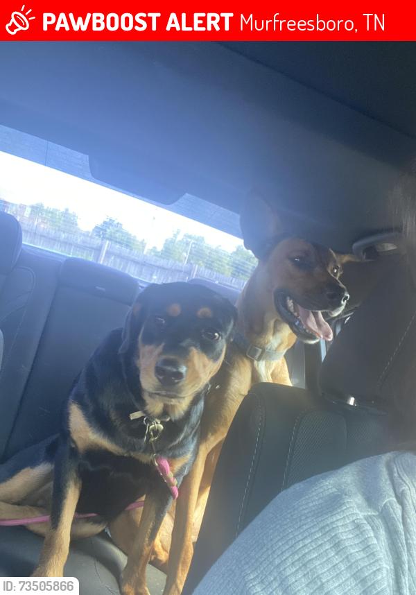 Lost Female Dog last seen MTU tractor supply, Murfreesboro, TN 37130
