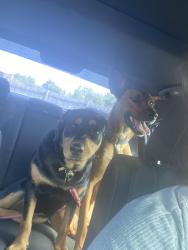 Lost Female Dog last seen MTU tractor supply, Murfreesboro, TN 37130