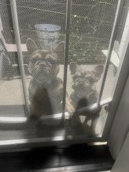 Found/Stray Male Dog last seen 29th st, San Bernardino, CA 92404