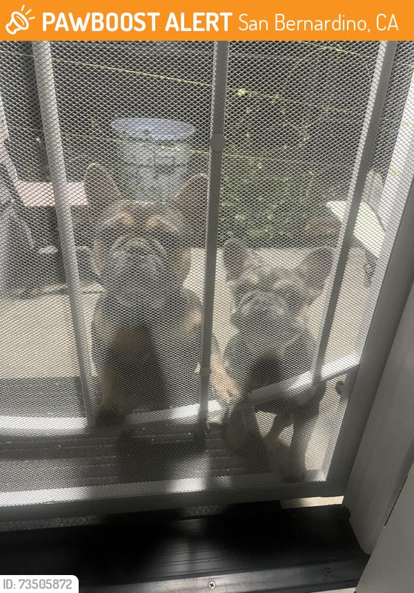 Found/Stray Male Dog last seen 29th st, San Bernardino, CA 92404