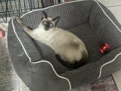 Lost Female Cat last seen Near Bullrush Crescent, Lethabong, GP 1609