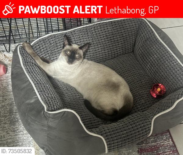 Lost Female Cat last seen Near Bullrush Crescent, Lethabong, GP 1609